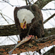 An Eagles Meal Poster