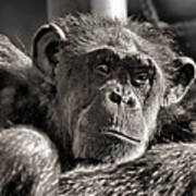 An Elderly Chimp In Thought Poster