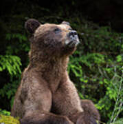 An Endearing Portrait Of A Grizzly Poster