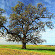 An Oak In Spring Poster