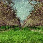 An Orchard In Blossom In The Eila Valley Poster