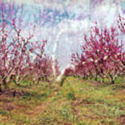 An Orchard In Blossom In The Golan Heights Poster
