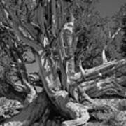 Ancient Bristlecone Pine Tree, Composition 5 Bw, Inyo National Forest, White Mountains, California Poster
