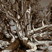Ancient Bristlecone Pine Tree, Composition 5 Sepia Tone, Inyo National Forest, California Poster