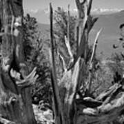 Ancient Bristlecone Pine Tree, Composition 8, Inyo National Forest, White Mountains, California Poster