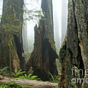 Ancient Redwood Forest Poster