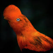 Andean Cock Of The Rock Poster