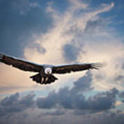 Andean Condor Poster