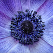 Anemone Blue Poster