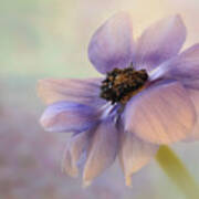 Anemone Flower Poster