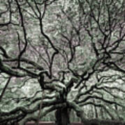 Angel Oak In Infrared Poster