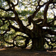 Angel Oak In November Poster