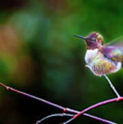 Anna's Hummingbird Iii Poster