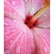 Another Rainy Flower Bloom. Took This Poster