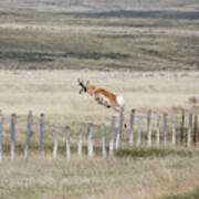 Antelope Jumping Fence 2 Poster