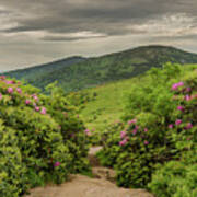 Appalachian Trail Cuts Through Rhododendron Garden Poster
