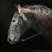 Appaloosa Poster