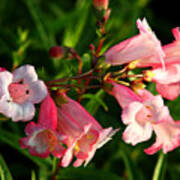 Apple Blossom Penstemon Poster