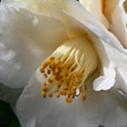 April Snow Camellia Poster