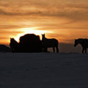 Arab Horses At Sunset Poster