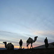 Arabian Camel At Sunset Poster