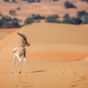 Arabian Gazelle Poster