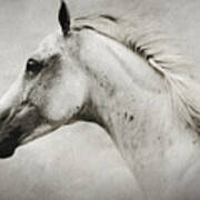 Arabian White Horse Portrait Poster