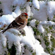 Arctic Finch On Snow Covered Branches Poster