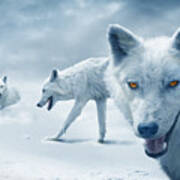 Arctic Wolves Poster