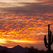 Arizona November Sunrise With Saguaro Poster