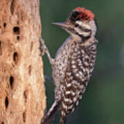 Arizona Woodpecker Poster