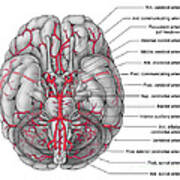 Arteries Of The Brain, Illustration Poster