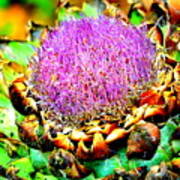 Artichoke Going To Seed Poster