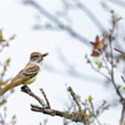 Ash-throated Flycatcher Poster