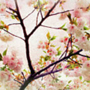 Asian Cherry Blossoms Poster