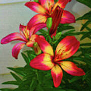 Asian Lilly Spring Time Poster