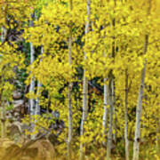 Aspen Autumn Burst Poster