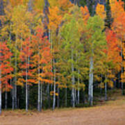 Aspen Color Poster