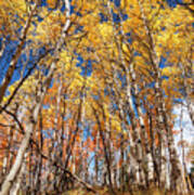 Aspen Grove With Peak Autumn Color Poster