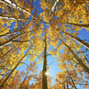 Aspen Tree Canopy 2 Poster
