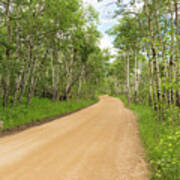 Dirt Road With Aspen Trees Poster