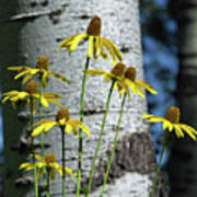 Aspens And Arnicas Poster