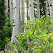 Aspens Ferns And Flowers 2 Poster