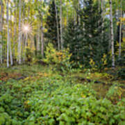 Aspens In Autumn 5 - Santa Fe National Forest New Mexico Poster Aspens In Autumn 5 - Santa Fe National Forest New Mexico Poster