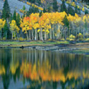 Aspens In Fall Color Along Lundy Lake Eastern Sierras California Poster