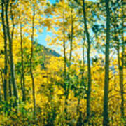 Aspens In Mammoth Poster