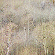 Aspens In Winter Poster