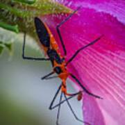 Assassin Bug With Prey Poster