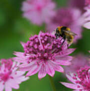 Pollination Poster