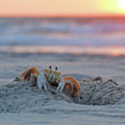 Atlantic Ghost Crab At Sunrise 2612 Poster